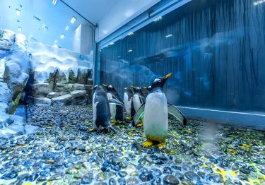 Dubai Aquarium & Underwater Zoo with Penguin Cove Tickets