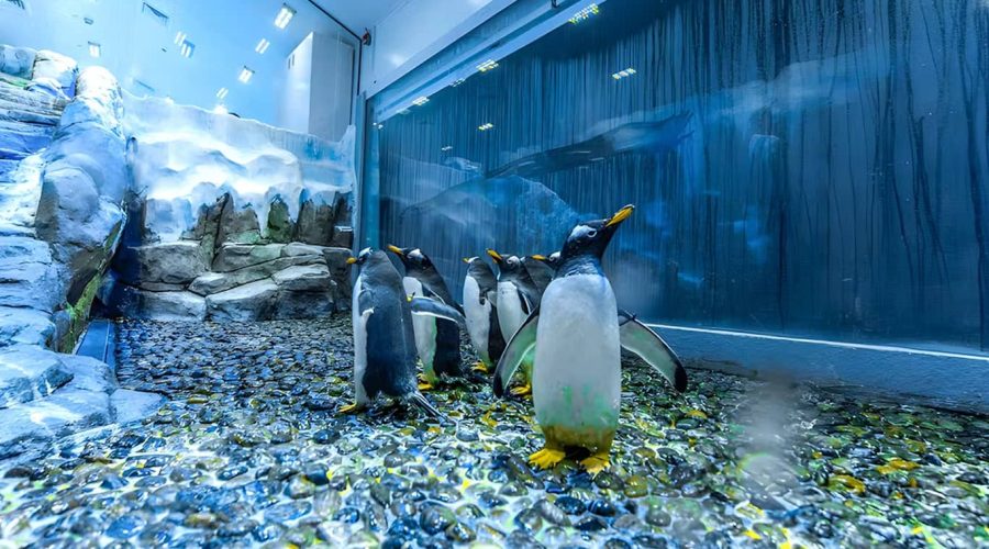 Dubai Aquarium & Underwater Zoo with Penguin Cove Tickets