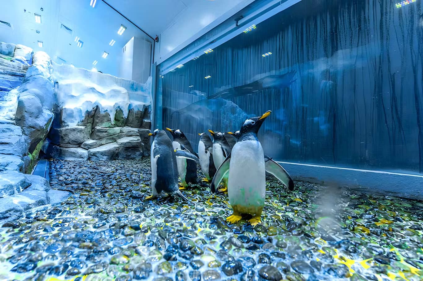Dubai Aquarium & Underwater Zoo with Penguin Cove Tickets