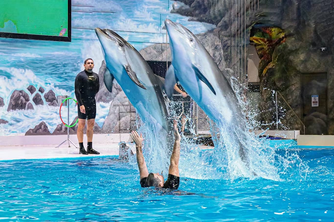 Dubai Dolphinarium Show Seal Show