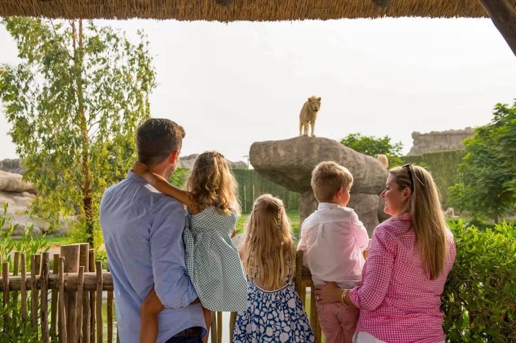 Dubai Safari Park Lion