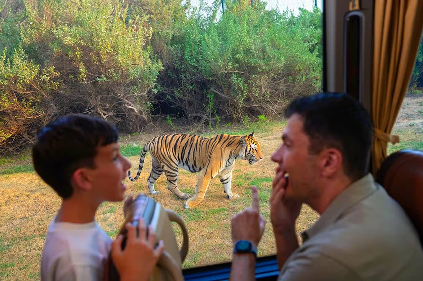 Dubai Safari Park Lion