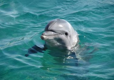 Atlas Village Atlantis Dolphin Meet and Greet