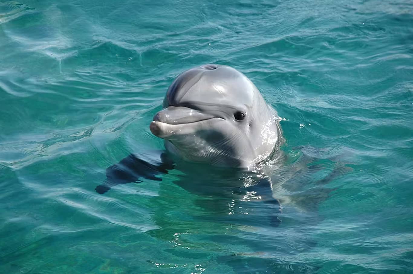 Atlas Village Atlantis Dolphin Meet and Greet