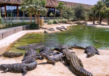 Dubai Crocodile Park