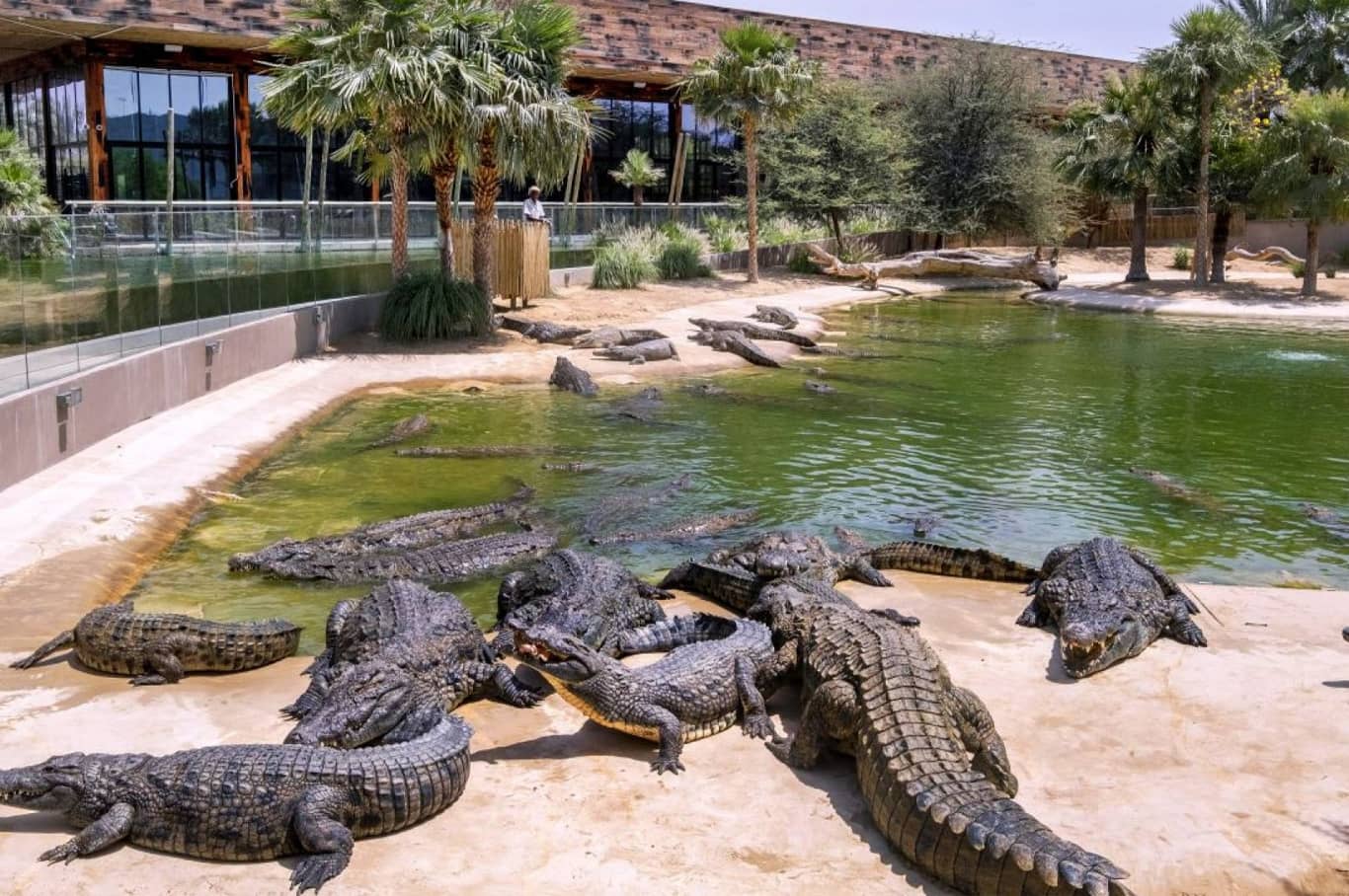 Dubai Crocodile Park
