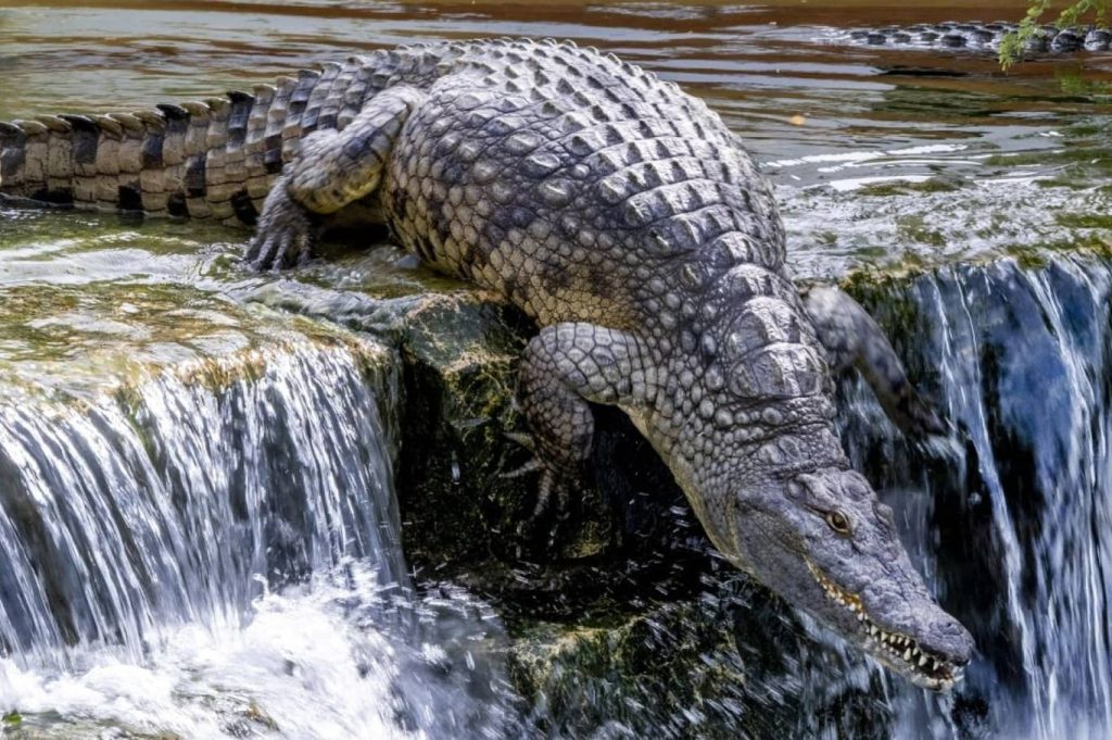 Dubai Crocodile Park