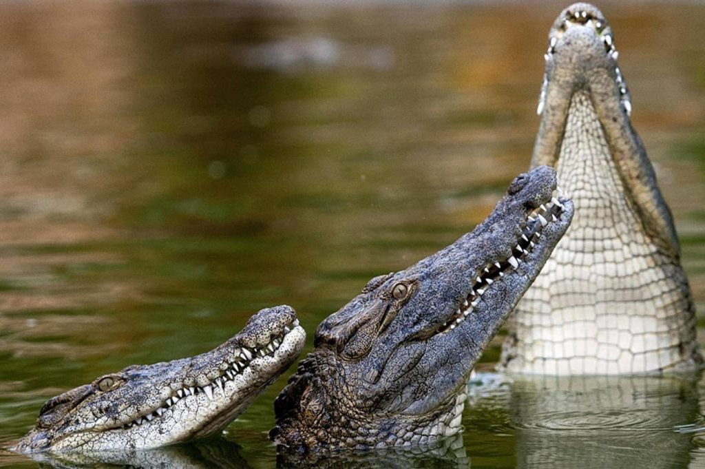 Dubai Crocodile Park, A Unique Wildlife Encounter