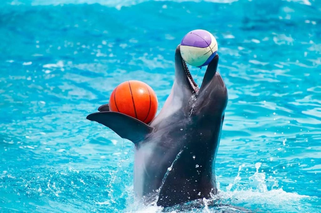 Dubai Dolphinarium, An Affordable Marine Show