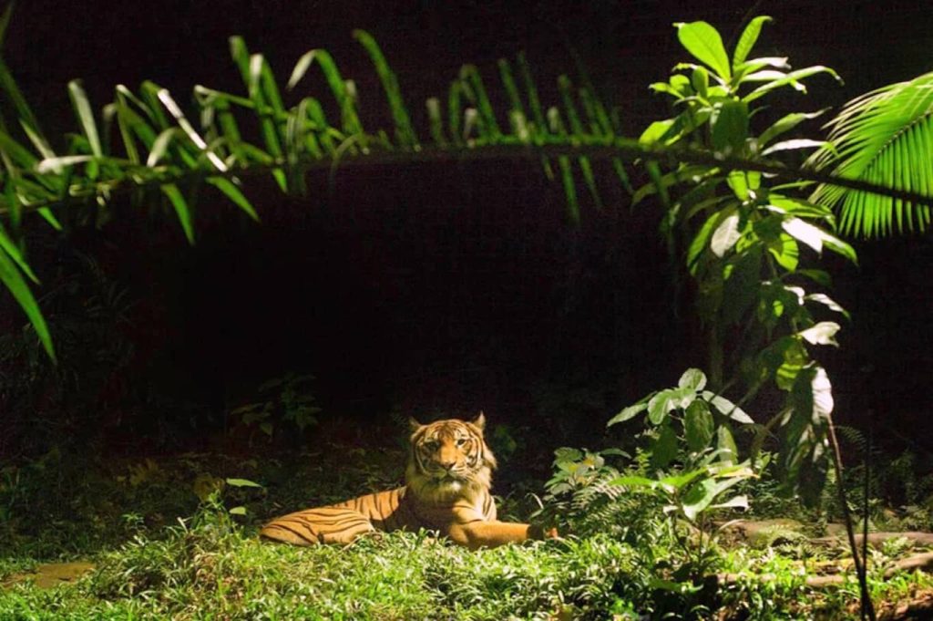 Singapore holiday package Night Safari experience evening adventure