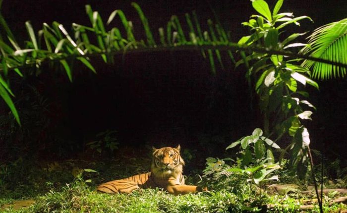 Singapore holiday package Night Safari experience evening adventure