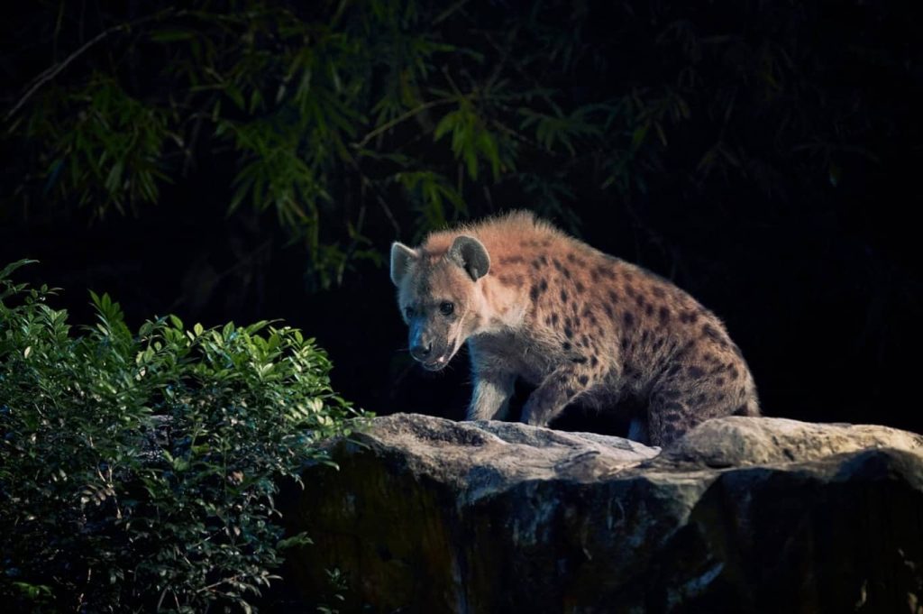 Singapore holiday package Night Safari experience nocturnal wildlife