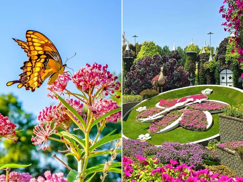 Everything You Need to Know About Miracle Garden and Butterfly Garden Dubai