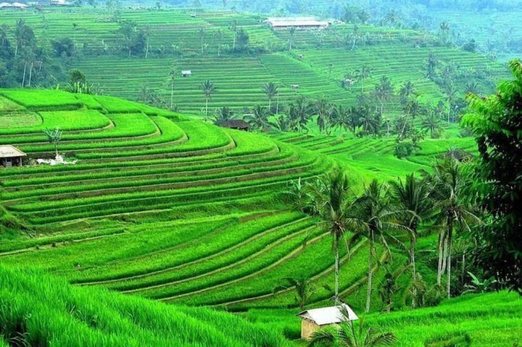 Jatiluwih Rice Terraces Bali