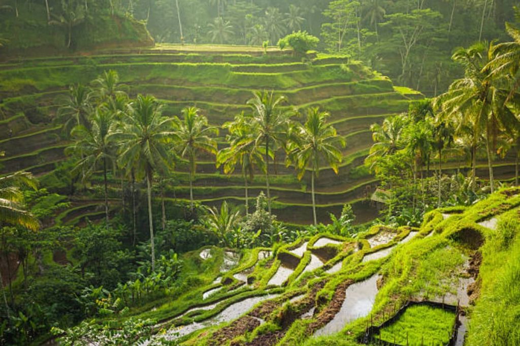 Tegalalang Rice Terraces Bali