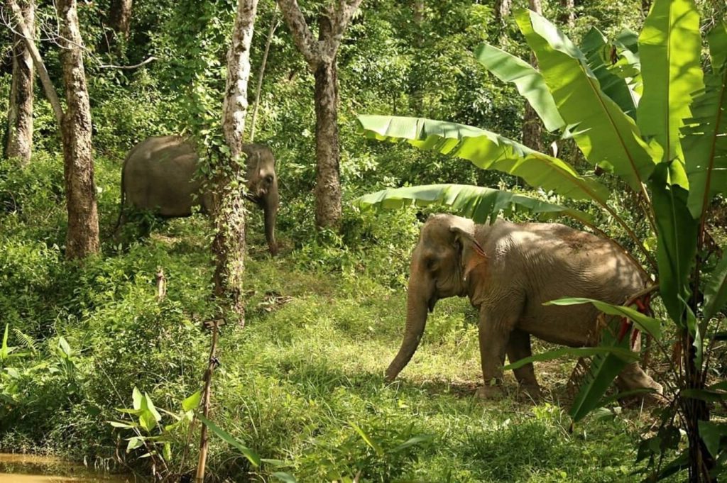 Hidden Forest Elephant Reserve Phuket