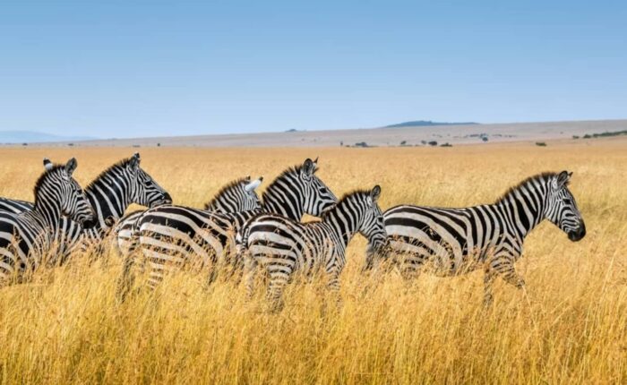 Lake Nakuru National Park Safari with Wildlife