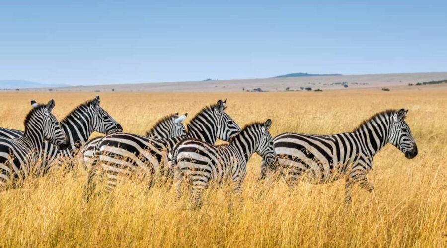 Lake Nakuru National Park Safari with Wildlife